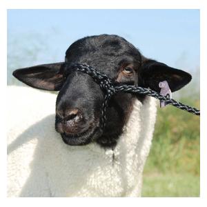 Poly Rope Sheep Halter Weaver Livestock